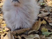 3 aylık teacup pomeranian yavru