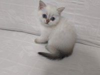 2.5 Aylık Dişi British Shorthair