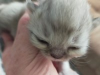 Safkan chinchilla yavrularımız sahiplendirilecektir