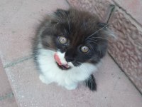 Yavru scottish fold kedisi