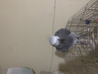 Full evcil jako papağanı bilezikli