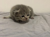 Yeni minik yavrularım british shorthair