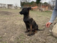 Malinois enerji ve heyecan belçika kurdu