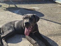 Cane corso blue 4.5 aylık renkli göz erkek