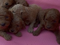 EV ÜRETİMİ SAFKAN TOY POODLE BEBEKLER