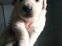 30 günlük orjinal baby face golden retriever yavrumuz