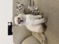 Scottish Fold Blue Point