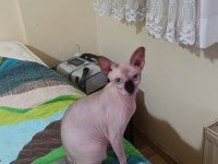 KEDİMİZİ ANKARADA İYİ BAKABİLCEK BİRİNE VERMEK İSTİYORUZ