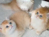 Irk garantili golden british shorthair bebekler