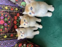 Biblo Gibi Safkan Golden British Shorthair Yavrular