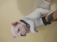 Lekesiz Beyaz French Bulldog
