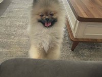 Dişi erkek pomeranian