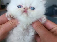 2 AYLIK REDPOİNT YAVRU KEDİMİZ