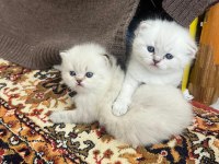 POFUDUK Dişi ve Erkek Mavi Gözlü Bebek Kediler