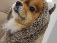 Çiftleşmeye uygun dişi pomeranian aranıyor
