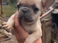 French Bulldog Yavrularımız Irk Ve Sağlık Garantili