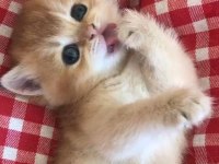 Muhteşem güzellikte golden shorthair yavrular