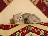 BRİTİSH KEDİMİZ