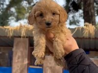 Maltipoo yavru köpeklerimiz