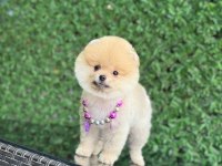Sağlık Ve Irk Garantili Pomeranian