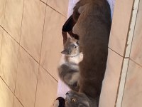 İki aylık kedimizi sahiplendiriyoruz