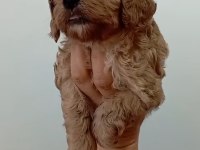 MALTİPOO RED YAVRULAR