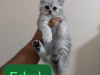 Silver gen yavru kedimiz