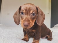 Çikolata ve Merle Dachshund yavrular yeni yuvalarına hazır