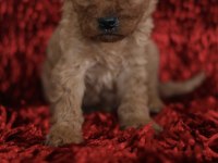 Red toy poodle