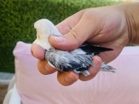 CENNET PAPAĞANI YAVRULARI (ÜST MUTASYON)
