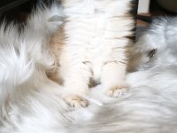 Show kalite dişi british longhair
