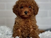 Toy Poodle Yavrusu