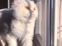 DOLL FACE İRAN KEDİMİZ