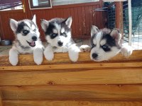 SON 1 ERKEK 2 DİSİ ÖMÜR BOYU IRK GARANTİLİ HUSKY