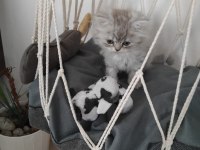 Dişi british longhair kedisi