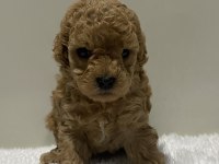 Irk garantili tam toy poodle yavrular dişi erkek