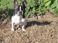 French bulldog köpeğimiz 5 aylık