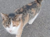 Tehlikeli bir yerde yol kenarında tekir