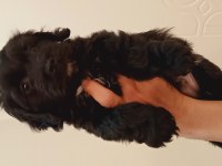 55 Günlük Siyah Maltipoo Yavrusu Kıvırcık Tüylü