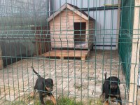 Irk Garantili İri Boy Doberman Yavrularımız