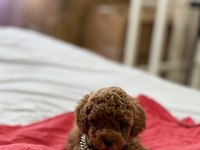 ÜST DÜZEY RED BROWN POODLE YAVRULARI