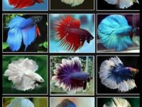 Betta Balıkları