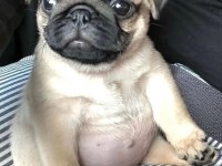 Pug 55 - 65 günlük Erkek Ve Dişi Yavrular
