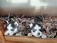 Erkek ve dişi husky yavruları mavi gözlü