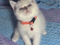 OYUNCU MİNNAK KEDİLER