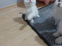 BRİTİSH PAŞAM DEĞERİNİN ALTINDA VERİLECEK