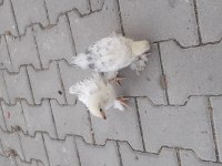 Kendi tavuklarımızdan aldığımız bragma civcivler