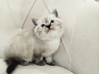 British shorthair ve scottish