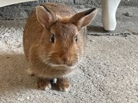 Lop Cüce Tavşan