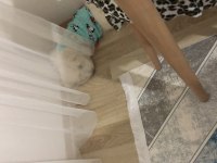 Ücretsiz maltese terrier